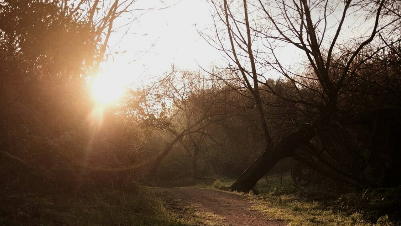 A sunlit path through woodland at golden hour — Coached Walking Sessions audio