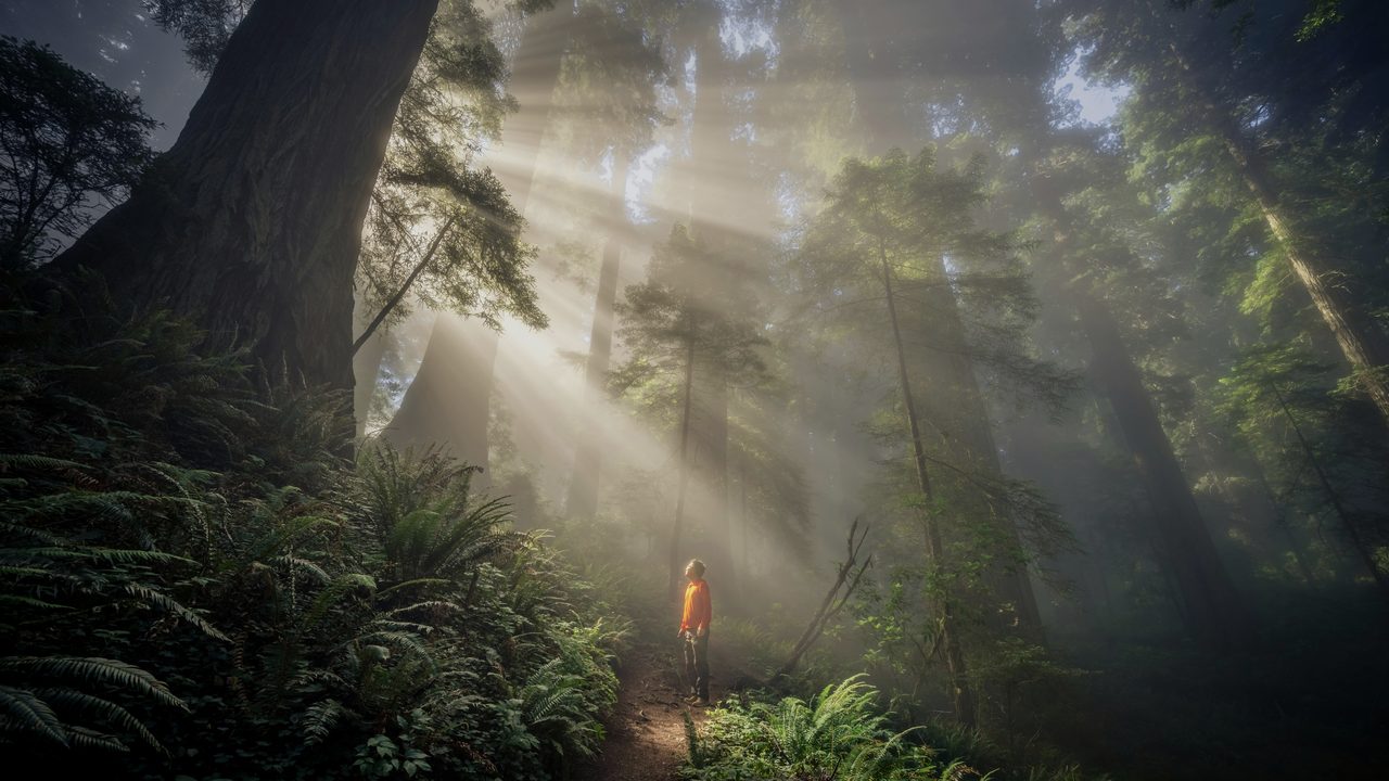 A walker on a sunlit forest path at first light